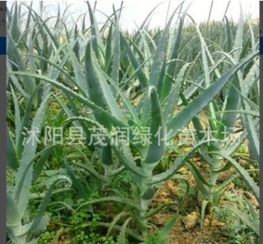 多肉植物盆栽藥用價(jià)值比較高的木立蘆薈龍爪菊5年生老棵50厘米