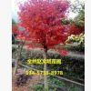 日本紅楓 批發 園林綠化木 紅楓嫁接樹 紅楓