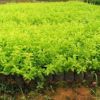 杜鵑杯苗，可直接用于綠化 專業培育批發種苗園林裝飾植物擺件