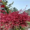 紅楓樹日本紅楓中國四季紅楓庭院工程綠化紅舞姬盆栽地栽風景樹