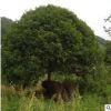苗圃場地直供批發八月 四季桂花樹 園林工程 花園植物擺件景觀樹
