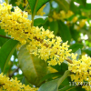 大量供應(yīng)桂花樹苗 精品八月桂苗 開花時(shí)間長 可以盆栽