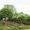 桂花價格胸徑8公分冠幅2.5米樹形優美的桂花苗木批發