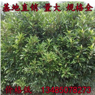 法國冬青苗珊瑚樹苗冬青小苗綠化綠籬苗木法青樹批發(fā)