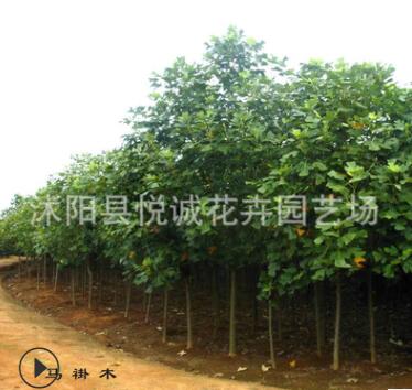 直銷馬褂木樹苗綠化苗木色塊綠籬行道點綴四季常青量大從優(yōu)馬褂木