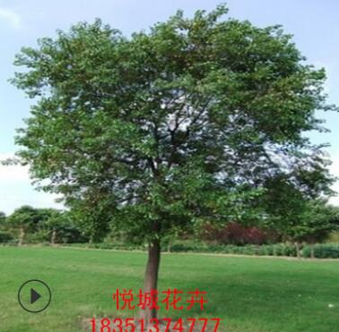 烏桕樹苗工程綠化苗木色塊綠籬四季常青行道點綴量大從優(yōu)烏桕樹
