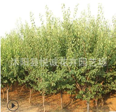 紅梅樹(shù)苗園林綠化苗木庭院種植臘梅苗行道點(diǎn)綴色塊綠籬紅梅花樹(shù)