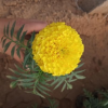 苗圃出售萬壽菊 各種草花品種齊全 萬壽菊種植廠家 量大優(yōu)惠