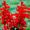 供應(yīng)陽臺(tái)庭院 四季種植 草花一串紅 貨源充足 量大從優(yōu)