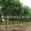 供應(yīng)白蠟小苗 白蠟樹苗 工程用苗 行道樹 速生白蠟樹苗