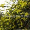 批發(fā)迎春 迎春花 迎春苗 迎春花小苗 迎春花盆景 園林綠化工程苗