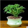 驅(qū)蚊草 室內(nèi)滅蟲殺蚊子香草驅(qū)蚊子綠植花卉香葉天竺葵 盆栽地栽苗