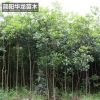 工程綠化樹木桂花苗 量大價低基地直銷 規(guī)格齊全高成活桂花苗批發(fā)