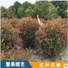 紅葉石楠 灌木小苗樹苗批發 成都批發灌木樹苗