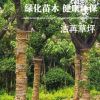 量大從優(yōu)樸樹 潔苒種植場(chǎng)專業(yè)種植批發(fā)定制環(huán)保綠色無(wú)污染