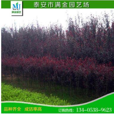 紅紫葉李苗 紅葉李樹苗 批發(fā)速生紫葉李小苗 紫葉李樹苗 庭院綠植