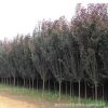 紫葉李基地批發(fā)工程綠化彩色綠籬速生紅葉李樹 規(guī)格齊全