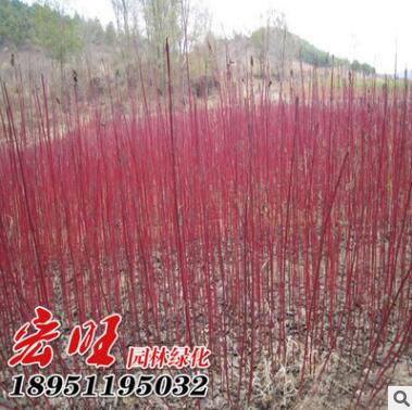 紅瑞木批發紅麻球工程綠化色塊苗木紅瑞木苗銷售 成活率高
