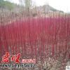 紅瑞木批發紅麻球工程綠化色塊苗木紅瑞木苗銷售 成活率高