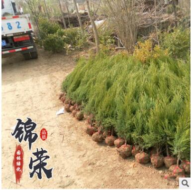 長期批發(fā)檜柏塔柏蜀檜小苗 現(xiàn)場供應(yīng)各種規(guī)格綠化工程苗木易成活