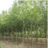 苗圃直銷白蠟樹苗 速生白蠟苗 對(duì)節(jié)白臘小苗批發(fā)綠化工程庭院樹苗