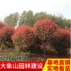園林地被彩葉綠化工程 紅葉石楠球 紅葉石楠樹苗規(guī)格齊全
