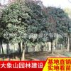 批發(fā)供應(yīng)精品桂花樹 園林綠化苗木