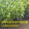 批發毛桃苗 10-15公分高毛桃芽苗 嫁接專用毛桃苗 紫葉桃芽苗