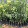 出售果樹苗木嫁接硬絲楊梅苗 安海早生楊苗