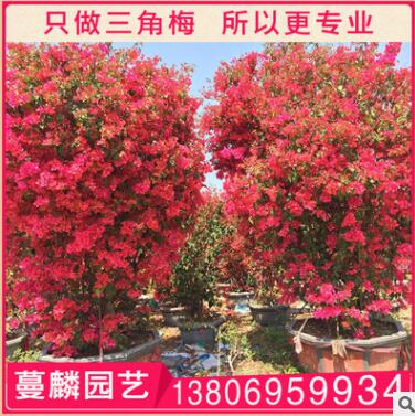 三角梅盆景 漳州基地直銷 大量供應 1.5米 規(guī)格齊全