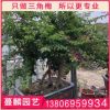 黃色三角梅盆栽 三角梅綠化工程 庭院室內(nèi)綠化觀花植物
