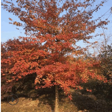 批發(fā)綠化園林工程苗 三角楓樹(shù)苗 優(yōu)質(zhì)三角楓小苗 規(guī)格齊全價(jià)格優(yōu)