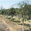 供應(yīng)庭院觀花耐冬 茶花耐冬小苗 園林綠化耐冬小苗