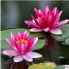 批發(fā) 水生植物 睡蓮塊徑 工程用 池塘睡蓮 水生花卉