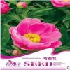 基地批發彩包 花卉種子 芍藥花種子6粒一包量大按斤批發優惠