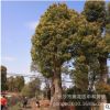 批發(fā)供應湖南鄉(xiāng)土苗木喬木直徑香樟樹形美觀樹價格優(yōu)惠