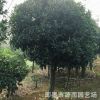 批發(fā)精品嫁接青島即墨嶗山桂花 種類齊全 成活率高