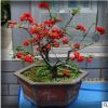 批發(fā)日本海棠盆栽 盆栽花卉 室內(nèi)植物 觀花植物 包成活 花卉