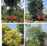 七葉樹、香泡、金葉水蠟、三角楓：紫珠、錦帶花、紅葉石楠柱