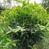 供應200天開花日香桂 盆栽桂花和綠化桂花