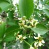 產(chǎn)地直銷綠化苗木絲棉木品種保障 量大從優(yōu) 3-20公分絲棉木