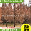 基地直銷行道樹 水杉樹木 品種齊全 綠化杉樹苗 御景園苗木