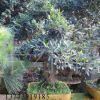 出售中華文母盆景|五針?biāo)膳杈皘樹木盆景|松柏類盆景等
