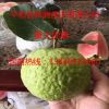 臺(tái)灣四季紅肉番石榴苗西瓜芭樂(lè)苗紅肉番石榴苗四季珍珠芭樂(lè)苗