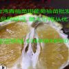 臺(tái)灣青柚苗 甜葡萄柚苗 純正品種 四季開(kāi)花 結(jié)果快 甜度高