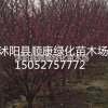 紅梅價格報價