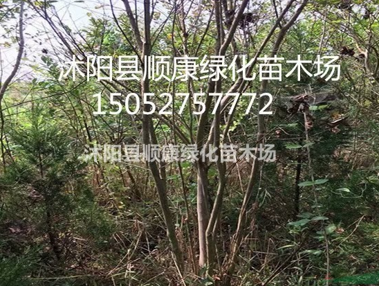 江蘇供應紫薇價格