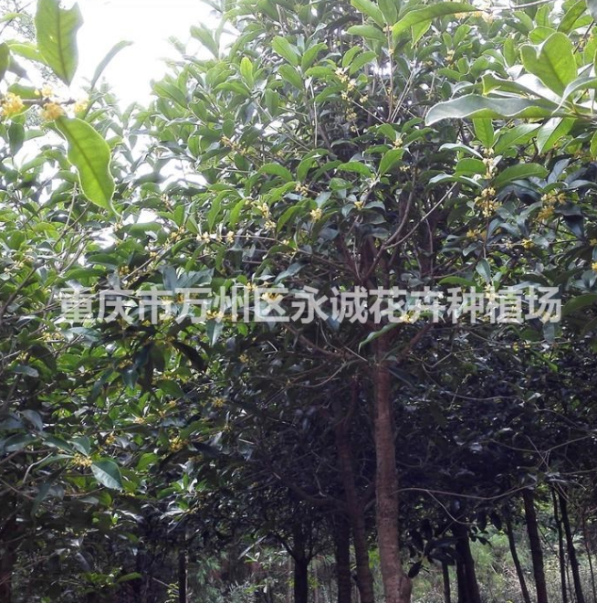 大量供應(yīng)金桂樹、金桂苗