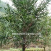 供應(yīng)大量紅豆杉 品種保證 福建貨