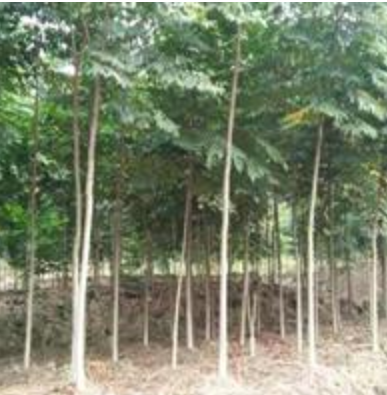 供應福建黃山欒樹 低價處理